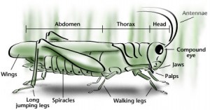 grasshopperdiagram